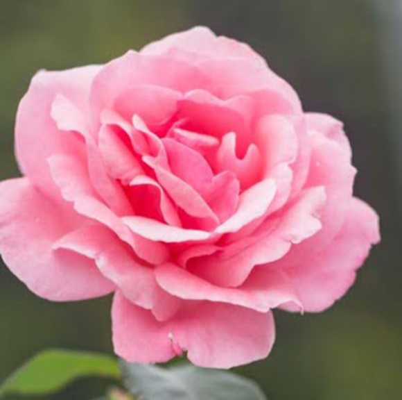 Meet your Posher, Jasmine - Picture 1 of 1